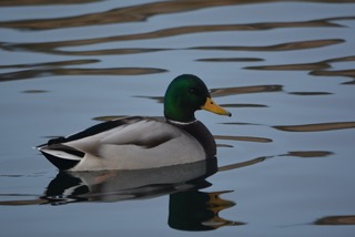 mallard